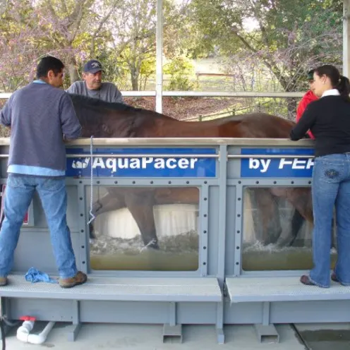 Horse in physical therapy on a water treadmill